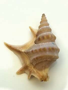 Image of common pelican’s foot