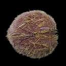 Image of purple heart urchin