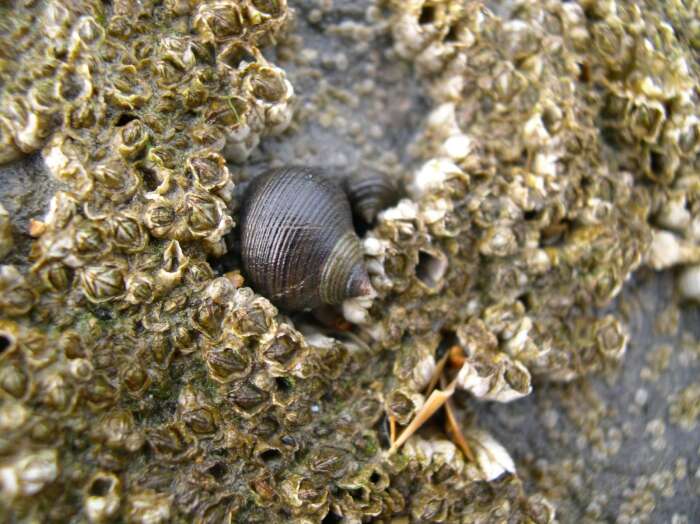 Image of Edible periwinkle