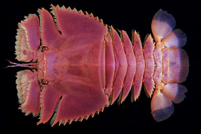 Image of Japanese Fan Lobster