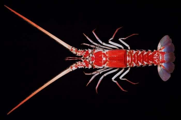 Image of Japanese spear lobster