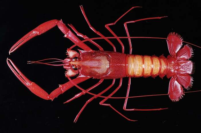 Image of Neptune lobster