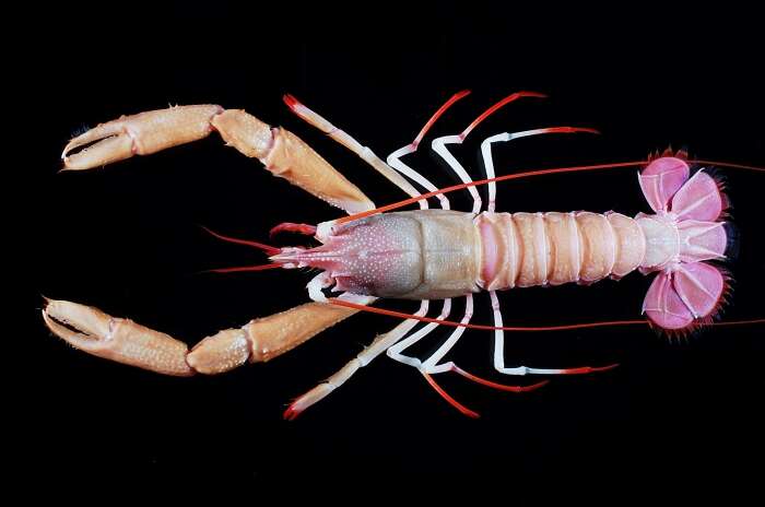 Image of Indian Ocean lobsterette