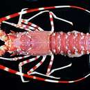 Image of Natal deepsea lobster