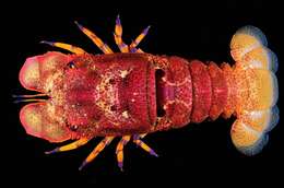 Image of Blunt Slipper Lobster
