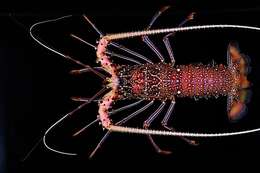 Image of Stripe-leg spiny lobster