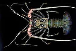 Image of Painted Spiny Lobster