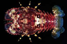 Image of Japanese Mitten Lobster