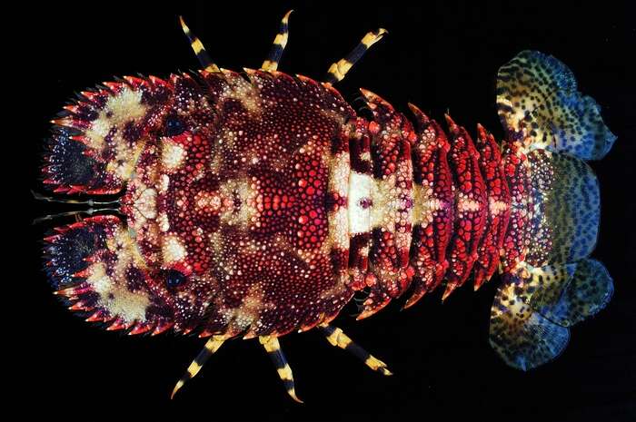 Image of Japanese Mitten Lobster