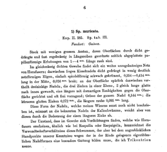 Image of Trikentrion Ehlers 1870
