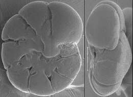 Image of Acarotrochus lobulatus Kawagata 2005