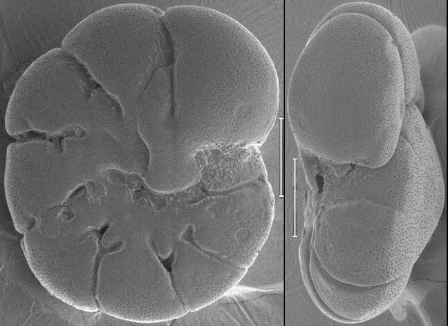 Image of Acarotrochus lobulatus Kawagata 2005