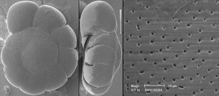 Image of Acarotrochus lobulatus Kawagata 2005