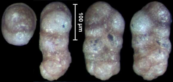 Image of Spiroplectammina carteri Hayward 2010