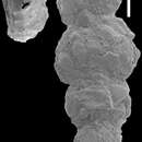 Image of Ammoscalaria georgescotti Hayward 2010