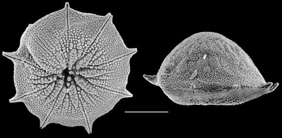 Image de Pileolina calcarata (Heron-Allen & Earland 1922)