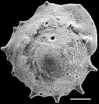 Pileolina calcarata (Heron-Allen & Earland 1922) resmi