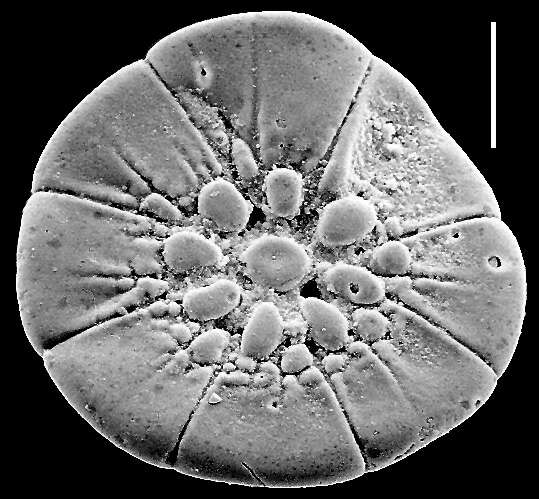 Слика од Pileolina patelliformis (Brady 1884)