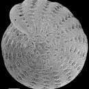 Image of Elphidium collinsi Hayward 1997 ex Hayward, Hollis & Grenfell 1997