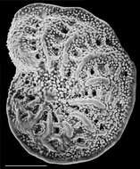 Image of Elphidium carteri Hayward 1997 ex Hayward, Hollis & Grenfell 1997