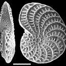 Image of Elphidium novozealandicum Cushman 1936