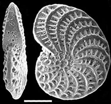 Image of Elphidium novozealandicum Cushman 1936