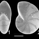 Image de Elphidium albanii Hayward 1997 ex Hayward, Hollis & Grenfell 1997