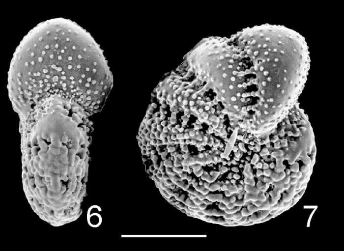 Image de Elphidium phillipense Hayward 1997 ex Hayward, Hollis & Grenfell 1997