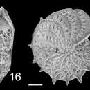 Image of Elphidium silvestrii Hayward 1997 ex Hayward, Hollis & Grenfell 1997