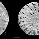 Image of Elphidium vavauense Hayward 1997 ex Hayward, Hollis & Grenfell 1997