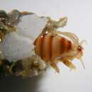 Image of Nothria conchylega (Sars 1835)
