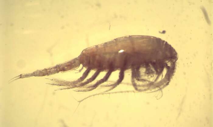 Image of Metridinidae Sars G. O. 1902