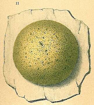 صورة Hemisphaerammina bradyi Loeblich & Tappan 1957