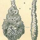 Image of Lagenammina ampullacea (Brady 1881)