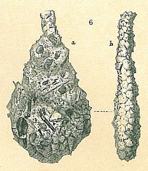 Image of Lagenammina ampullacea (Brady 1881)
