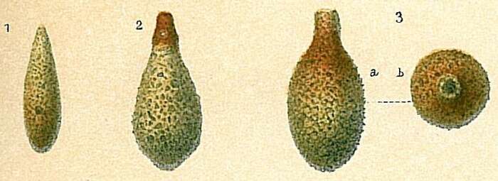 Image of Lagenammina difflugiformis (Brady 1879)