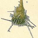 Image of Lagenammina spiculata (Skinner 1961)