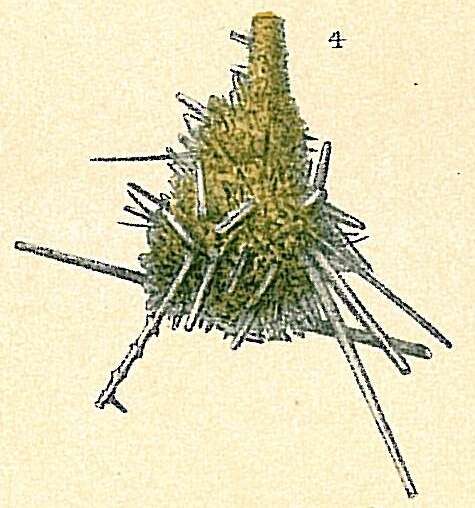 Image of Lagenammina spiculata (Skinner 1961)