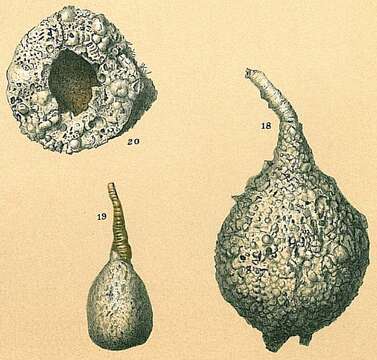 Plancia ëd Pelosina rotundata Brady 1879