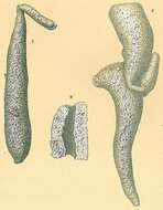 Image of Pelosina variabilis Brady 1879