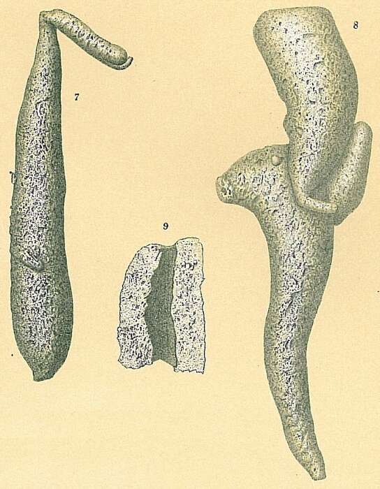 Image of Pelosina variabilis Brady 1879