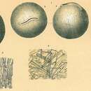 صورة Pilulina jeffreysii Carpenter 1875