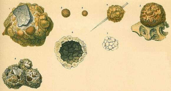 Image of Psammosphaera Schulze 1875