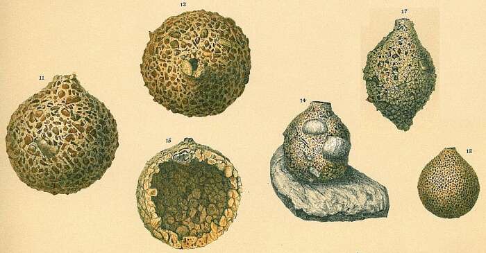 صورة Saccammina sphaerica Brady 1871