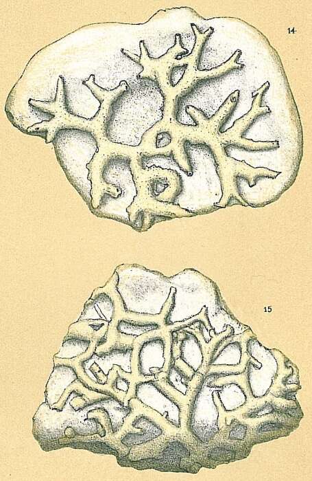 Image of Sagenina frondescens (Brady 1879)