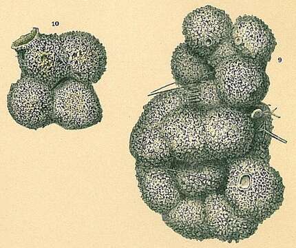 Image of Sorosphaera confusa Brady 1879