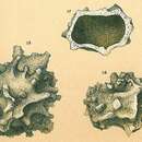 Image of Storthosphaera albida Schulze 1875