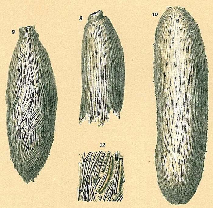 Image of Technitella legumen Norman 1878