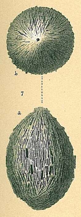 Image of Technitella melo Norman 1878