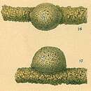 Image of Tholosina bulla (Brady 1881)